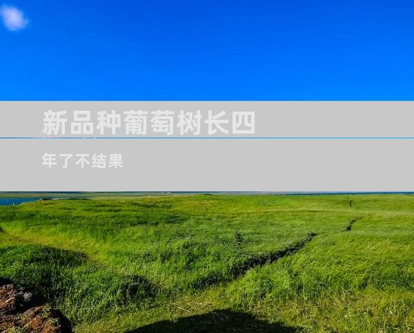 新品种葡萄树长四年了不结果
